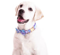 Floral Dog Collar with Bow Tie (Medium)